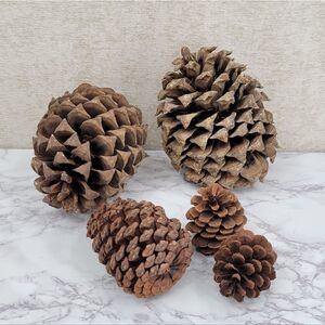 Giant Coulter Pinecones Decorative Pine Cones Set Christmas Holiday Decor